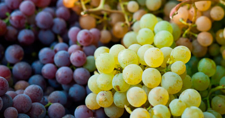 Color de la uva, diferencias entre blancas y tintas