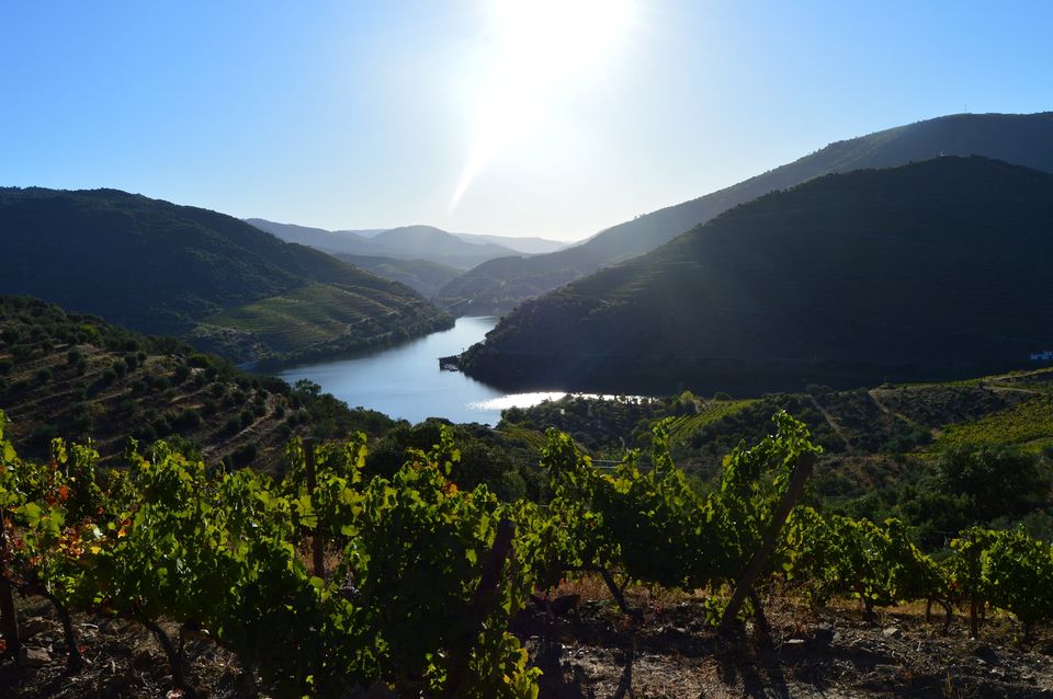 vale-de-vila-douro-portugal-viñas
